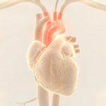 Ilustración de un corazón con el arco aórtico resaltado